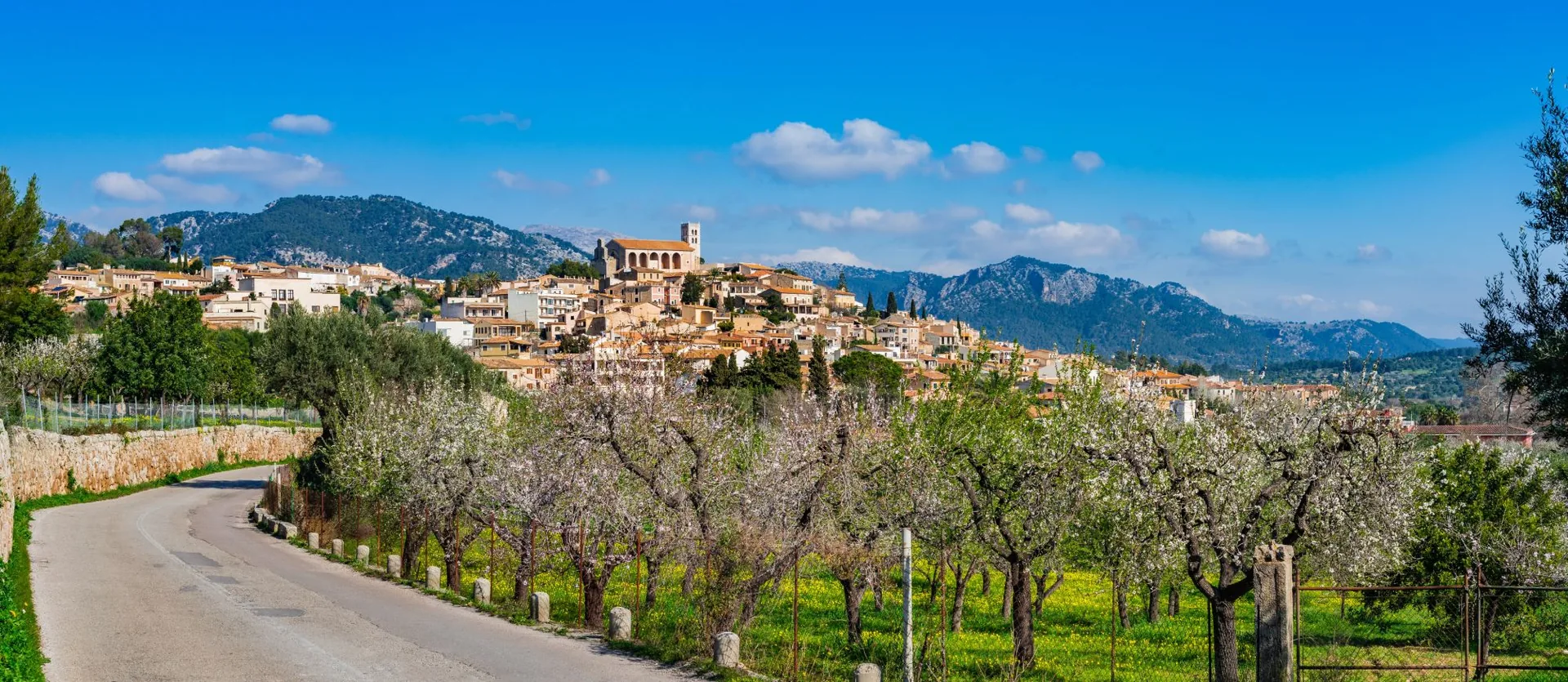 Village in Mallorca with its church on the hill, almond trees in blossom along the road and the Tramuntana mountains behind