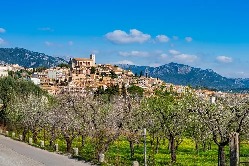 Bergdorf auf Mallorca mit Kirche auf dem Hügel, davor blühende Mandelbäume am Straßenrand, dahinter die Berge der Tramuntana