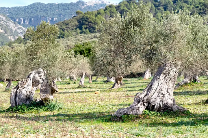 Old olive trees with gnarled trunks in an olive grove in Mallorca, wooded mountains behind