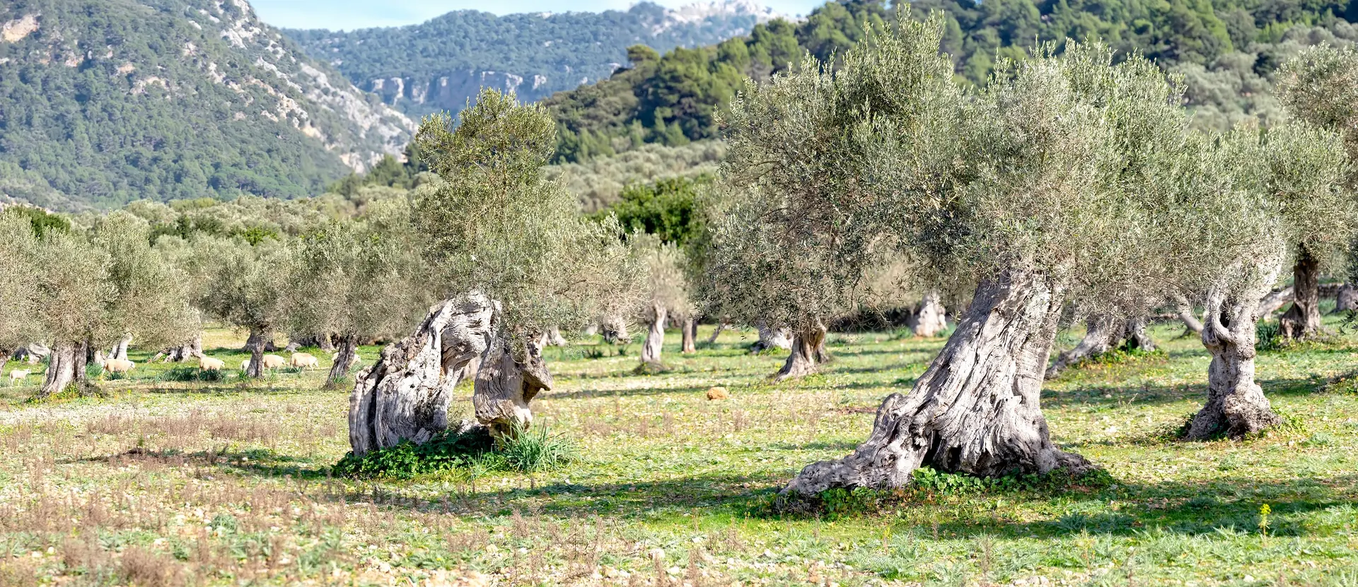 Old olive trees with gnarled trunks in an olive grove in Mallorca, wooded mountains behind