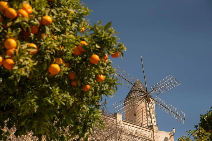 Orangenbaum mit reifen Früchten vor einer historischen Windmühle unter blauem Himmel auf Mallorca
